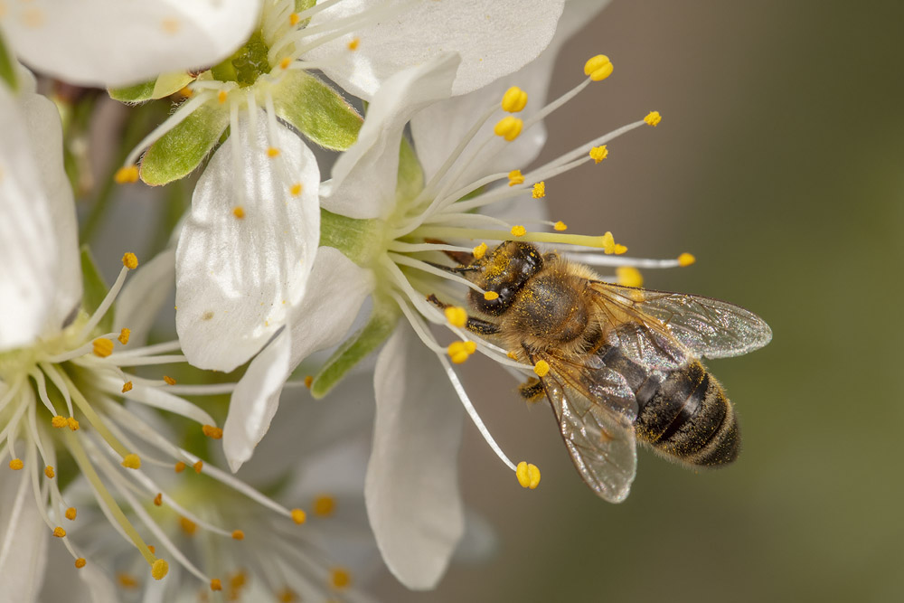 Biene sammelt Nektar aus einer weißen Blüte.